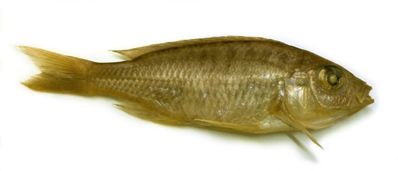 Mchenga inornata